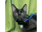 Adopt SALEM a Bombay, Domestic Short Hair