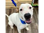 Adopt Bubba Hall a Pit Bull Terrier