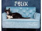 Adopt Felix a Domestic Short Hair