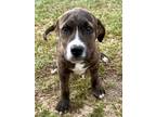 Adopt Tiger a Tennessee Treeing Brindle