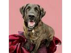 Adopt Barney a Mastiff