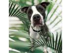 Adopt Baxter a Pit Bull Terrier