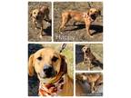 Adopt Happy a Black Mouth Cur, Mixed Breed