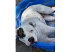 Adopt Waylon a Australian Cattle Dog / Blue Heeler, Mixed Breed