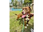 Adopt Bishop (dway super 1) a Mixed Breed