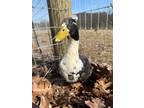 Adopt Bertie a Duck