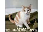 Adopt Julius a Domestic Short Hair