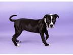 Adopt Oreo a Pit Bull Terrier, Mixed Breed