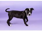 Adopt Oreo a American Staffordshire Terrier, Mixed Breed