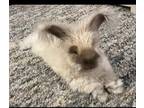 Adopt Watson a Angora Rabbit