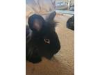 Adopt Beau bonded to Bently a Lionhead