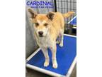 Adopt CARDINAL a Shiba Inu, Husky