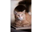 Adopt Zion a Domestic Medium Hair