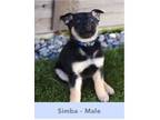 Adopt Simba a German Shepherd Dog