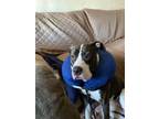 Adopt Bernie a American Staffordshire Terrier, Boxer