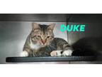 Adopt Duke a Tabby