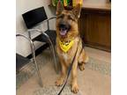 Adopt Baxter a German Shepherd Dog