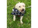 Adopt Alby a Maltipoo, Norfolk Terrier