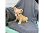 French Bulldog Puppy for sale in Nekoosa, WI, USA