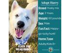 Adopt Harry a Husky, Mixed Breed