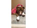 Adopt Louie a American Staffordshire Terrier