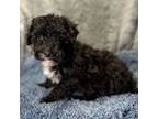 Poodle (Toy) Puppy for sale in Buffalo, MO, USA