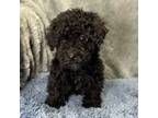 Poodle (Toy) Puppy for sale in Buffalo, MO, USA