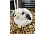 Adopt Rocky a American Fuzzy Lop