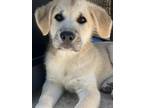 Adopt Bear a Great Pyrenees, Labrador Retriever