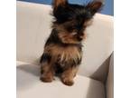 Yorkie