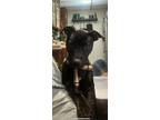 Adopt Porter a Labrador Retriever, Pit Bull Terrier