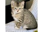 Adopt Tango a Tabby