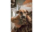 Adopt Ernie a Mountain Cur