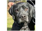 Adopt Rebel a Labrador Retriever, Hound