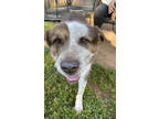 Adopt Tookie a Australian Shepherd, Terrier