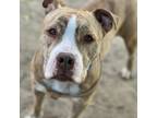 Adopt Stu a Pit Bull Terrier