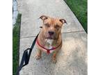 Adopt Monty a Mastiff, American Staffordshire Terrier