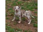 Catahoula Leopard Dog Puppy for sale in Livingston, TN, USA