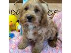 Mutt Puppy for sale in Gaffney, SC, USA