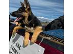 German Shepherd Dog Puppy for sale in Spokane Valley, WA, USA