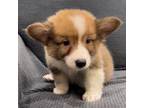 Pembroke Welsh Corgi Puppy for sale in Stockton, CA, USA