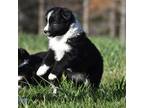 Miniature Australian Shepherd Puppy for sale in Winston Salem, NC, USA