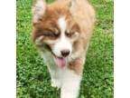 Siberian Husky Puppy for sale in Brazil, IN, USA