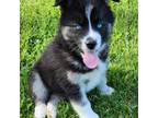 Siberian Husky Puppy for sale in Brazil, IN, USA