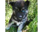 Siberian Husky Puppy for sale in Brazil, IN, USA