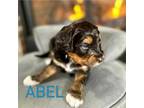 Aussiedoodle Puppy for sale in Carrollton, GA, USA