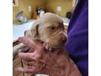 Labrador Retriever Puppy for sale in Goldendale, WA, USA