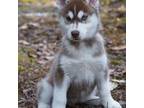 Siberian Husky Puppy for sale in Wiscasset, ME, USA