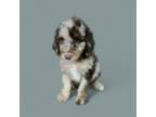 Goldendoodle Puppy for sale in Delphos, OH, USA