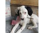 English Setter Puppy for sale in Canton, NC, USA